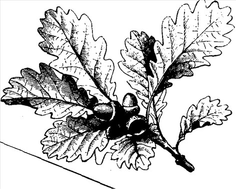 Agern og blade fra egetræ