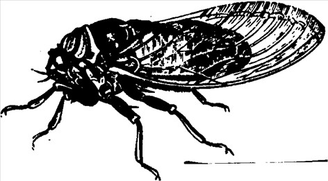 Dyr insekt sangcikade