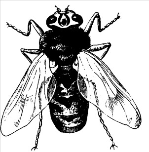 Dyr insekt flue 4