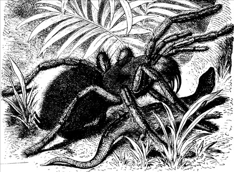 Dyr insekt fugleedderkop