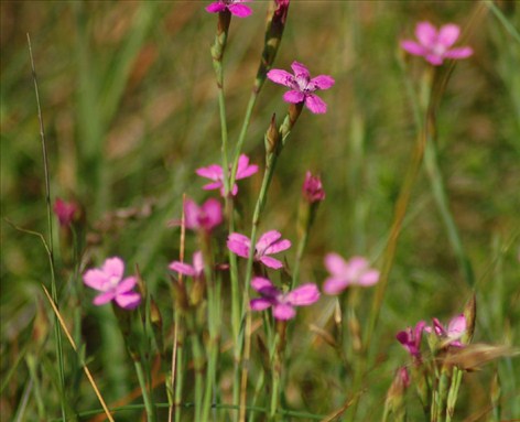 Aldrig høster man god hvede af klintesæd